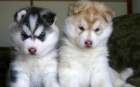 Sibirský Husky Sibirský Husky