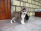 Ponúkam šteniatka sibírsky husky Ponúkam šteniatka sibírsky husky