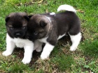 štěňátka akita inu štěňátka akita inu