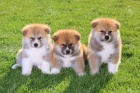 Rodinná štěňátka Akita Inu  Rodinná štěňátka Akita Inu
