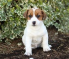 Sladká Jack Russell teriér štěňata Sladká Jack Russell teriér štěňata