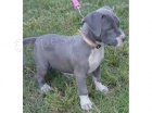 dvě štěňátka Pitbull nyní k dispozici dvě štěňátka Pitbull nyní k dispozici