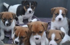 Cute Jack Russell teriér štěňata k dispozici Cute Jack Russell teriér štěňata k dispozici