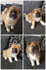zdravá štěňátka Akita inu zdravá štěňátka Akita inu