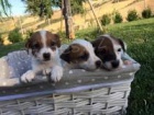 dva štěňata Jack Russell a samice dva štěňata Jack Russell a samice