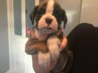 dvě štěňátka boxer k dispozici dvě štěňátka boxer k dispozici