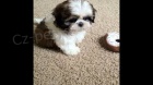 krásná štěňata Shih Tzu připravená pro vás krásná štěňata Shih Tzu připravená pro vás