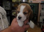 Beagle štěňata k dispozici Beagle štěňata k dispozici