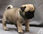 Mops bez PP Mops bez PP