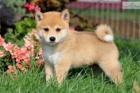 Shiba-Inu Shiba-Inu