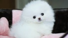 Německý špic pomeranian Německý špic pomeranian