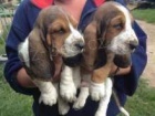 Basset hound štěňata k dispozici Basset hound štěňata k dispozici