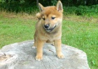 Rozkošný Shiba-Inu štěňata připravena na nový domov Rozkošný Shiba-Inu štěňata připravena na nový domov