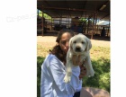 Rozkošný Labradorského retrívra štěňata připravena na nový domov Rozkošný Labradorského retrívra štěňata připravena na nový domov