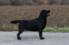 Labradorsk retrvr- hnd a ern tntka s PP