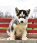 Okouzluj�c� �t��ata sibi�sk�ho Husky