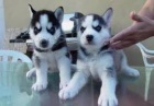 Sibiřský Husky štěňata Sibiřský Husky štěňata