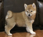 Štěňata Shiba-inu Štěňata Shiba-inu