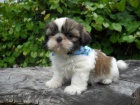 Štěňata Shih-tzu Štěňata Shih-tzu