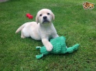 Labradorský retrívr pro přijetí Labradorský retrívr pro přijetí