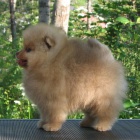Pomeranian štěňata Pomeranian štěňata