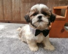 Mám štěňata Shih Tzu pro přijetí Mám štěňata Shih Tzu pro přijetí