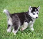 Nádherná štěňata sibiřského husky pro přijetí Nádherná štěňata sibiřského husky pro přijetí