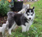Nádherná štěňata sibiřského husky pro přijetí Nádherná štěňata sibiřského husky pro přijetí