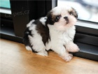 Mám štěňata Shih Tzu pro přijetí Mám štěňata Shih Tzu pro přijetí