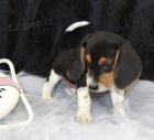 Nádherná štěňata Beagle pro přijetí Nádherná štěňata Beagle pro přijetí