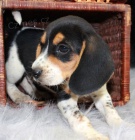 Nádherná štěňata Beagle pro přijetí Nádherná štěňata Beagle pro přijetí