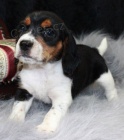 Nádherná štěňata Beagle pro přijetí Nádherná štěňata Beagle pro přijetí