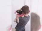 mops štěňata k dispozici mops štěňata k dispozici