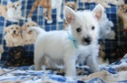 Miluj�c� West Highland White Terrier �t��ata