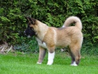 akita inu štěňata k adopci akita inu štěňata k adopci