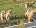 zdravá štěňátka AKITA INU zdravá štěňátka AKITA INU