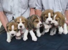 Krásná štěňátka Beagle Krásná štěňátka Beagle