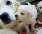zdravá štěňátka ZLATÝ RETRIEVER zdravá štěňátka ZLATÝ RETRIEVER