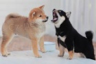 Vyškolení a registrovaní štěňata Shiba Inu Vyškolení a registrovaní štěňata Shiba Inu