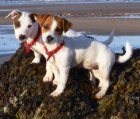 Jack Russel štěňata Jack Russel štěňata