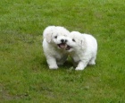 K dispozici štěňata Bichon Frize K dispozici štěňata Bichon Frize