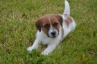 Jack Russell teriér s PP - super cena Jack Russell teriér s PP - super cena