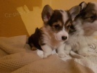kr�sn� �ist� plemeno Welsh Corgi �t��ata k dispozici