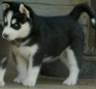 sibi�sk� husky �t��ata modr� o�i (3 m�s�ce star�) k dispozici pro nov� domovy