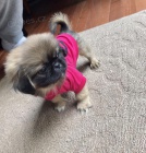 Kr�sn� pekingese �t��ata pro p�ijet� Mus�m se vr�tit dom� sv�ho chlapce a d�vky pekingese Oba jsou dob�e socializovan� na ko�ky, jin� psy a d�ti