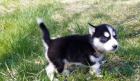 �t��ata mu�sk�ho a sibi�sk�ho Husky! vyr�stal v m�m dom�, miluje d�ti a spolu s ostatn�mi se skv�le dr��. hledaj� nav�dy rodinu k l�sce. proud na jeho �t�n� v�st�ely a wormer. Jeho rodi�e jsou oba AKC registrovan�, ale chci, aby �el do domu jen jako dom�c