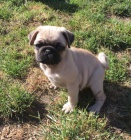 ohromuj�c� mops �t��ata p�ipraven pro jejich nov� domov