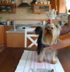 Jork��rsk� terier  �t�n�tka