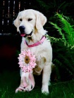 Prod�m �t���tka Zlat� retr�vr (Golden retriever)