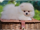Kouzeln� �t���tka Pomeranian 